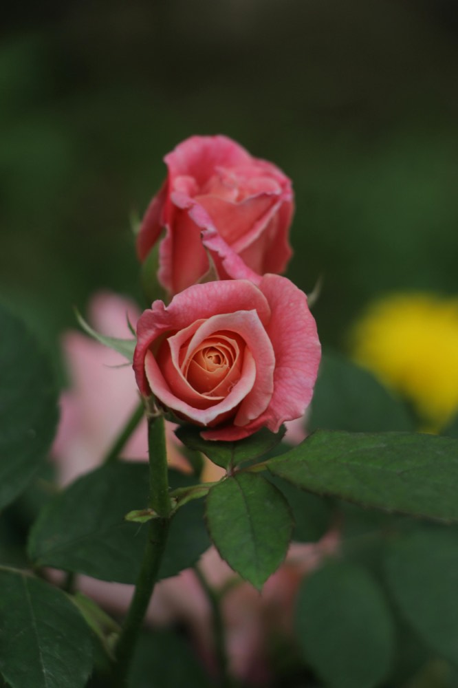 Your Love Story journey