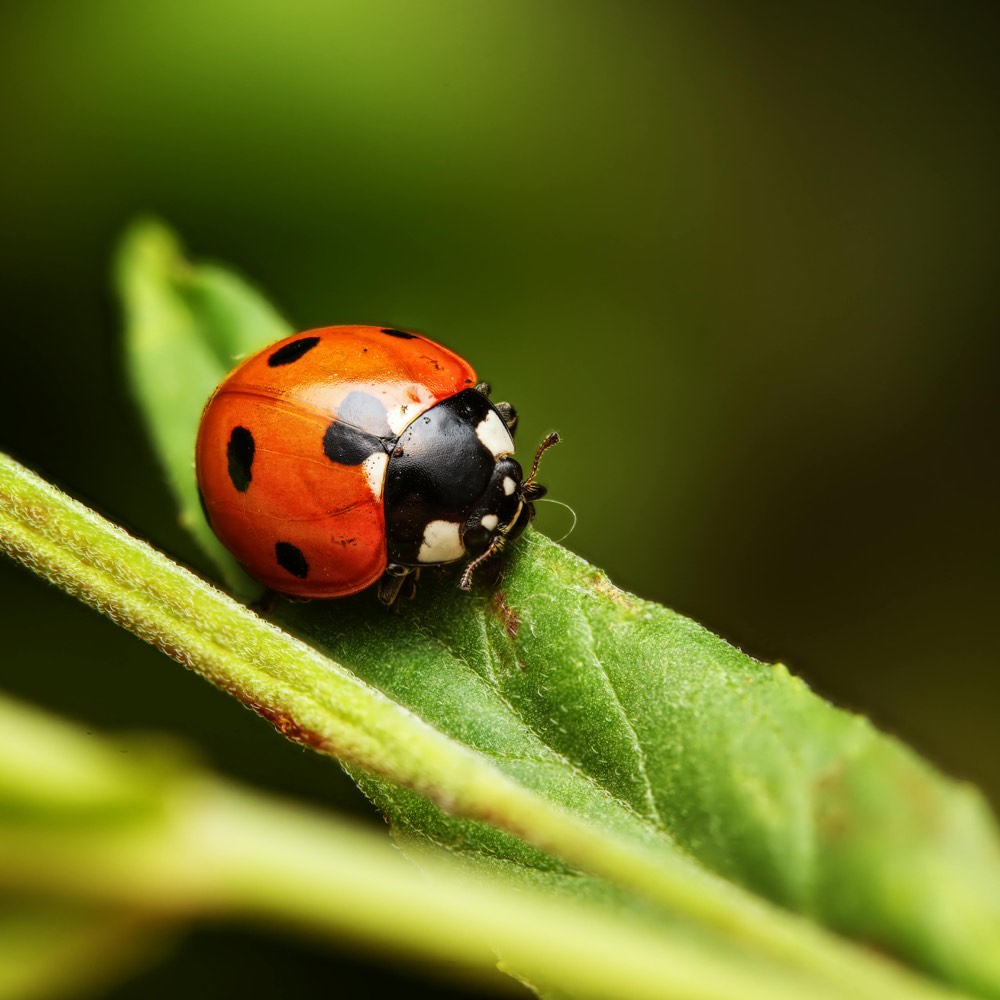 Animals and Nature journey